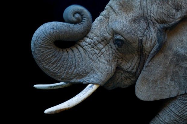 African elephant